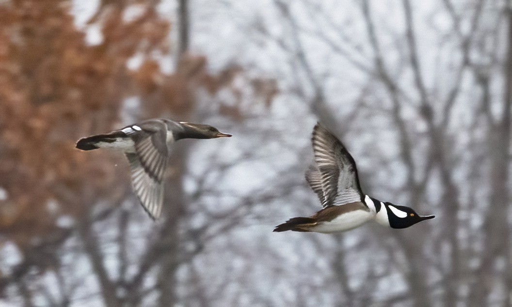Hooded Merganser - ML645471450