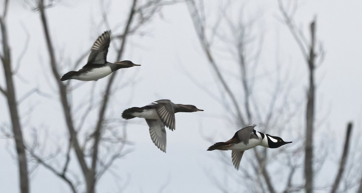 Hooded Merganser - ML645471451
