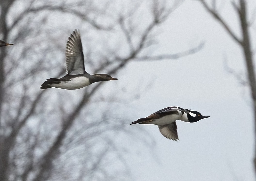 Hooded Merganser - ML645471452