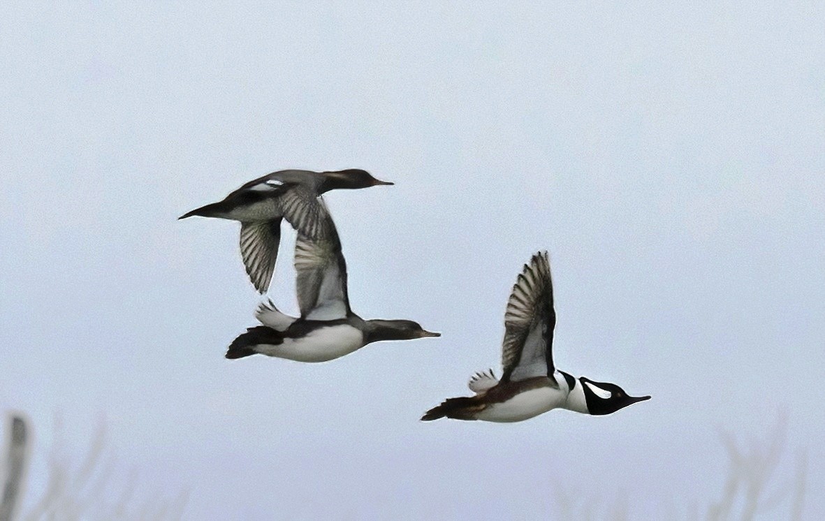 Hooded Merganser - ML645471453