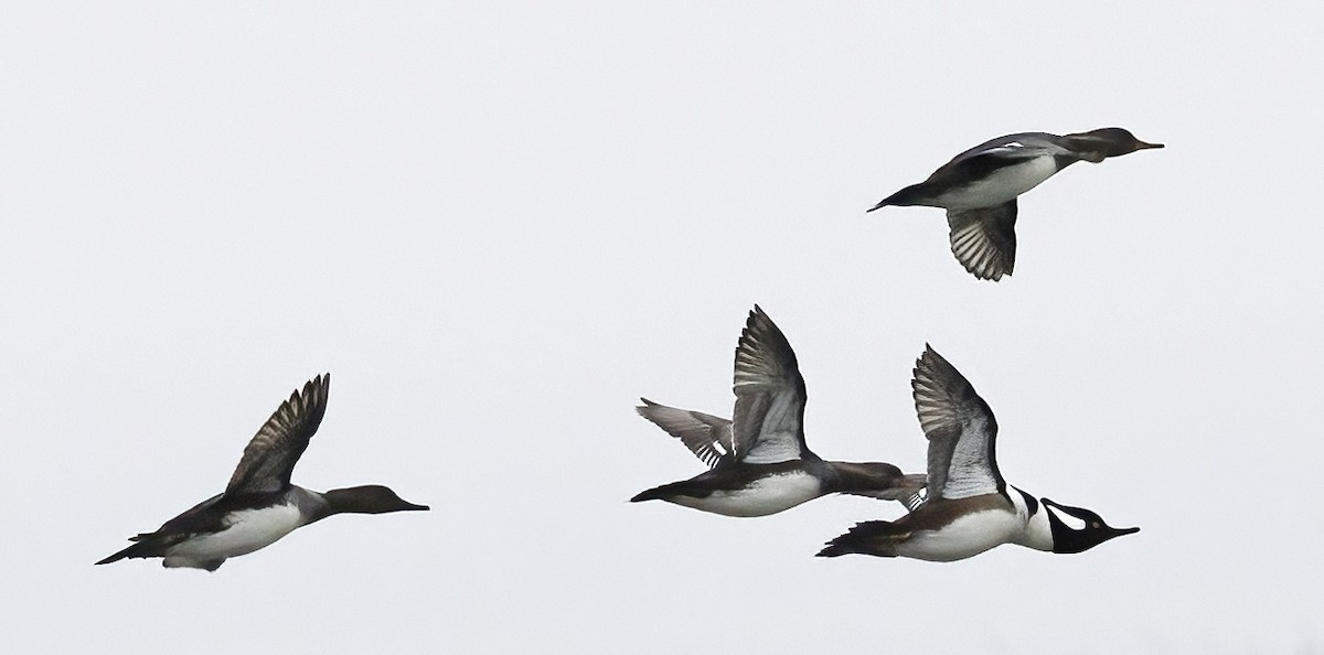 Hooded Merganser - ML645471454
