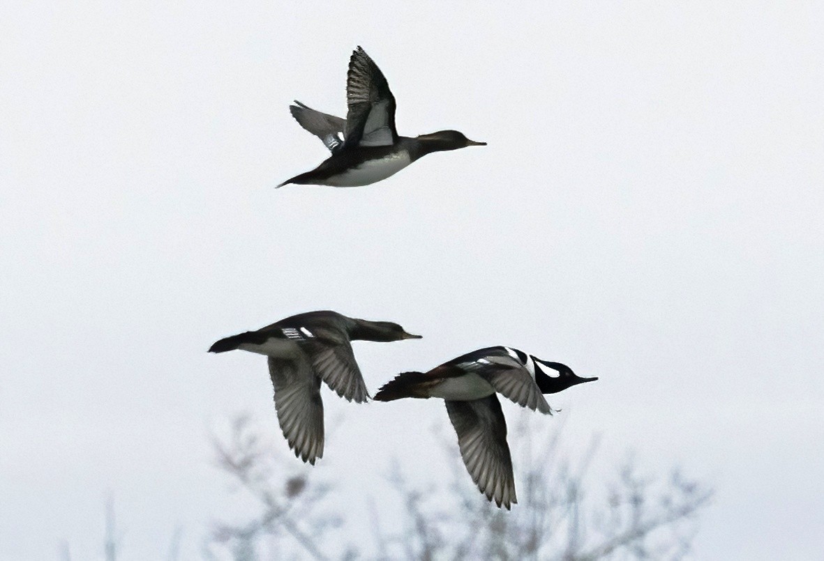 Hooded Merganser - ML645471455