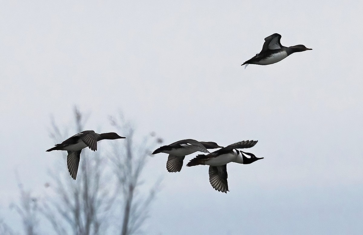 Hooded Merganser - ML645471456