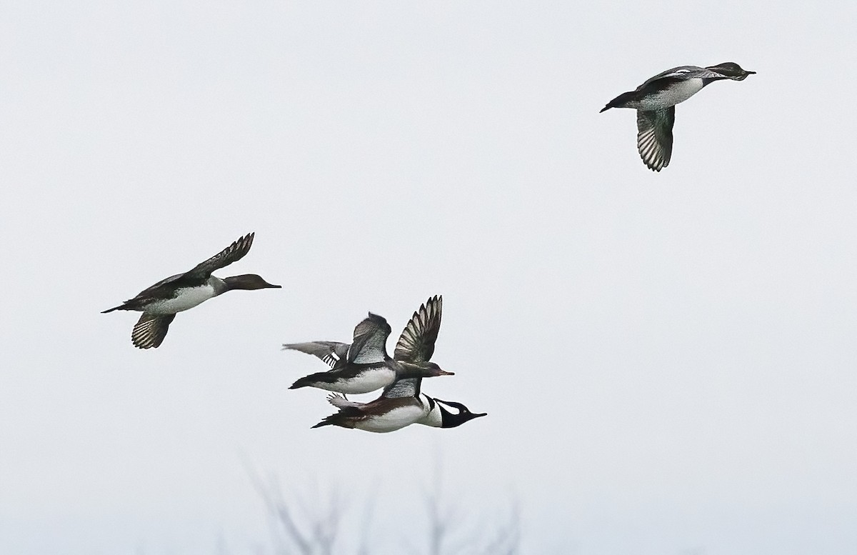 Hooded Merganser - ML645471457