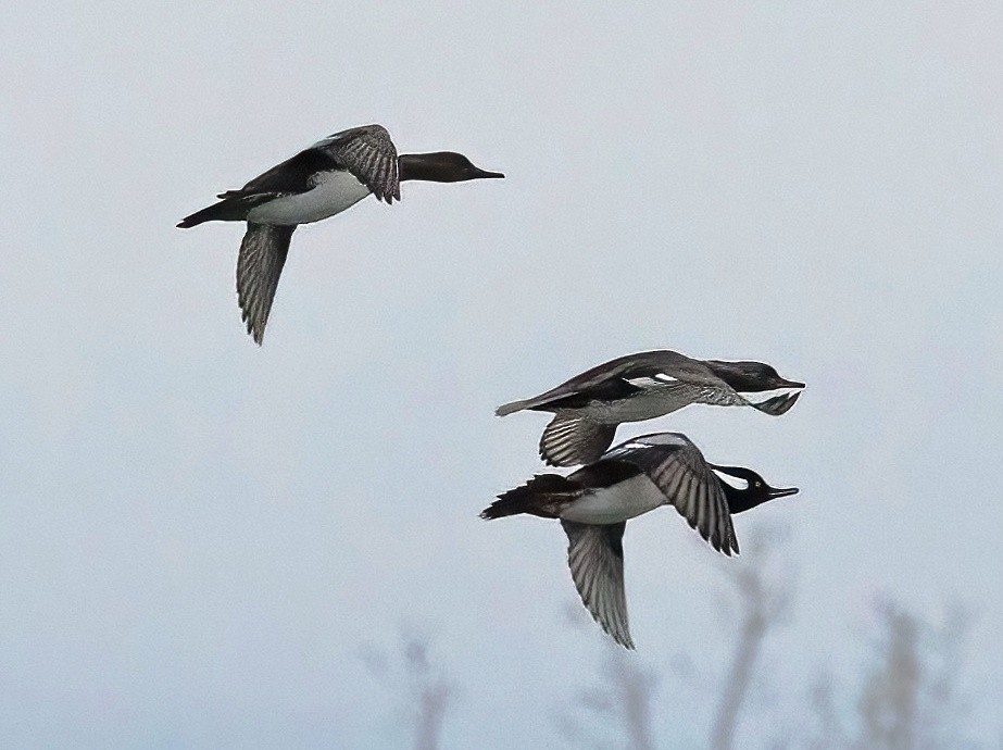 Hooded Merganser - ML645471458