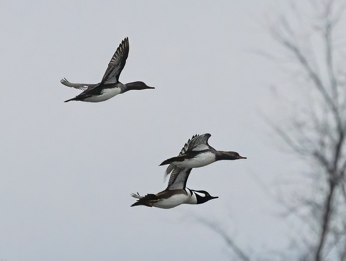 Hooded Merganser - ML645471459