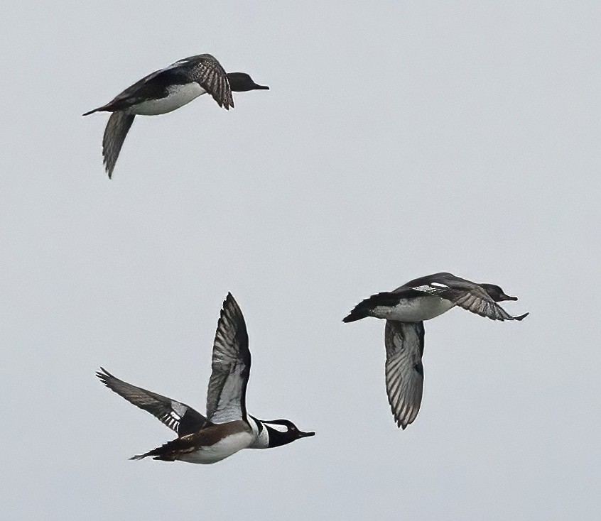Hooded Merganser - ML645471461