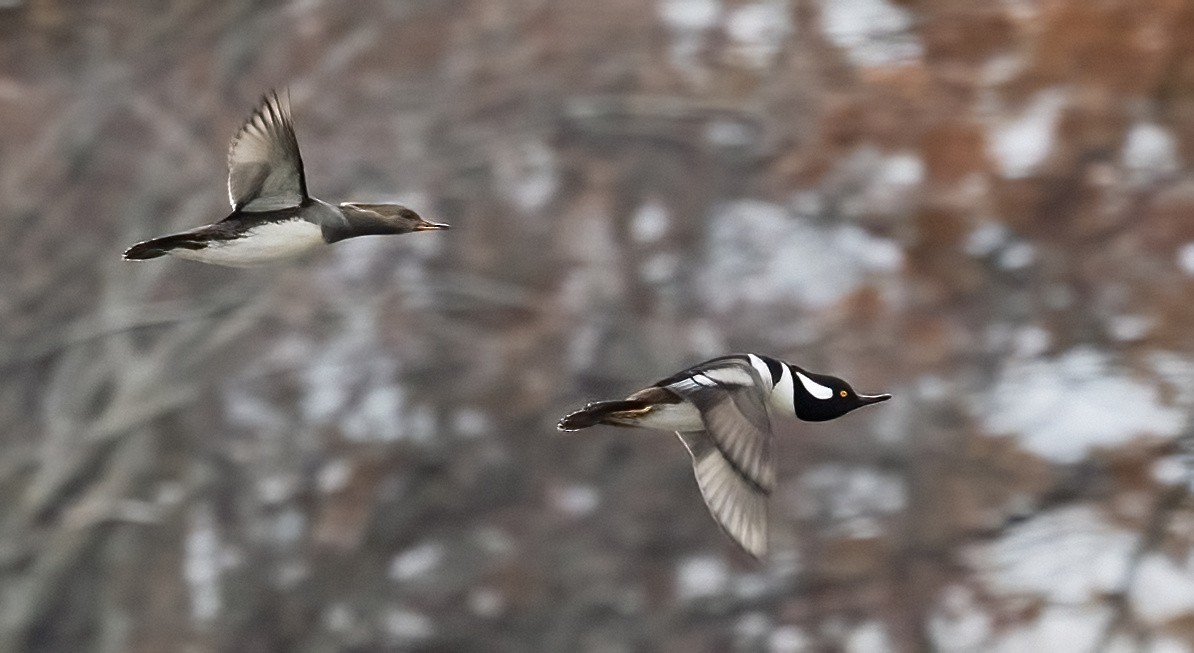 Hooded Merganser - ML645471462
