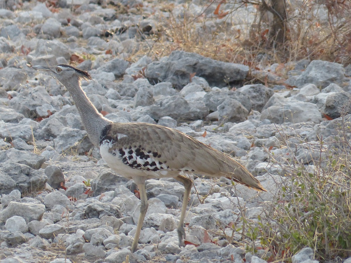 Дрофа-кори - ML645471470