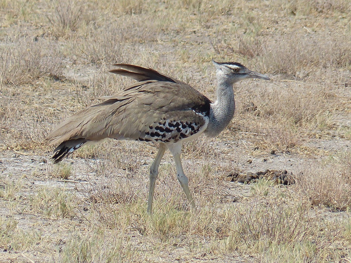 Дрофа-кори - ML645471478