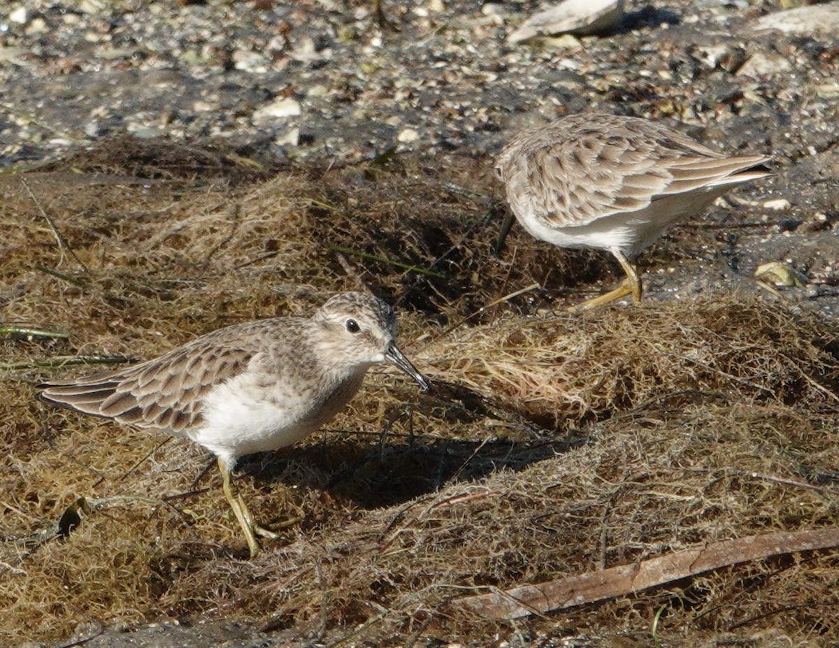 Least Sandpiper - ML645471483