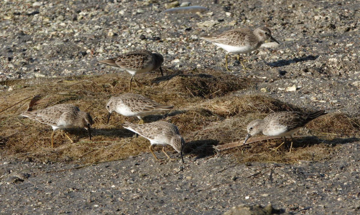 Least Sandpiper - ML645471484