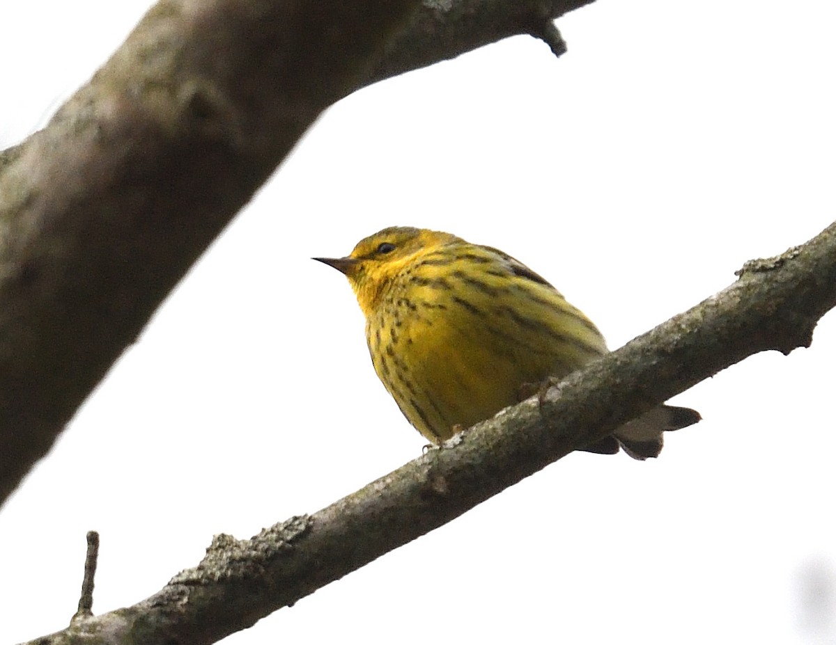 Cape May Warbler - ML645471486