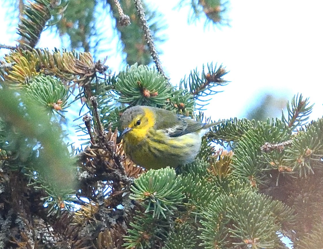 Cape May Warbler - ML645471492