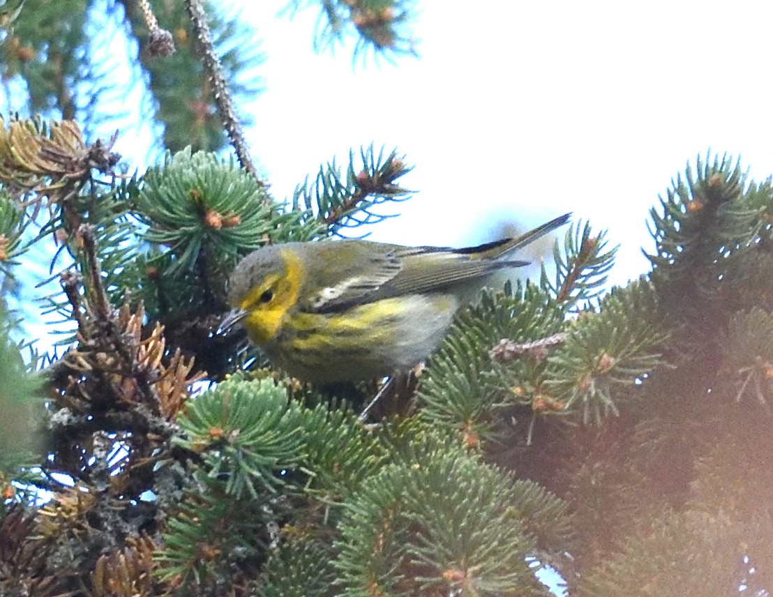 Cape May Warbler - ML645471493