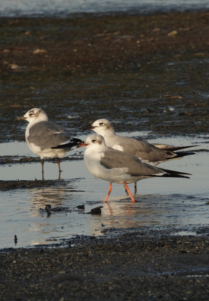 Laughing Gull - ML645471510