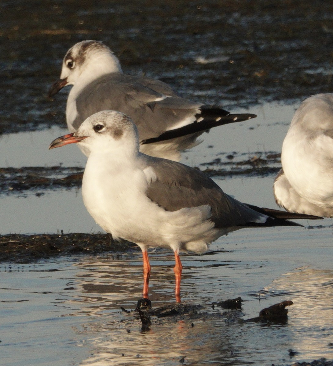 Laughing Gull - ML645471511