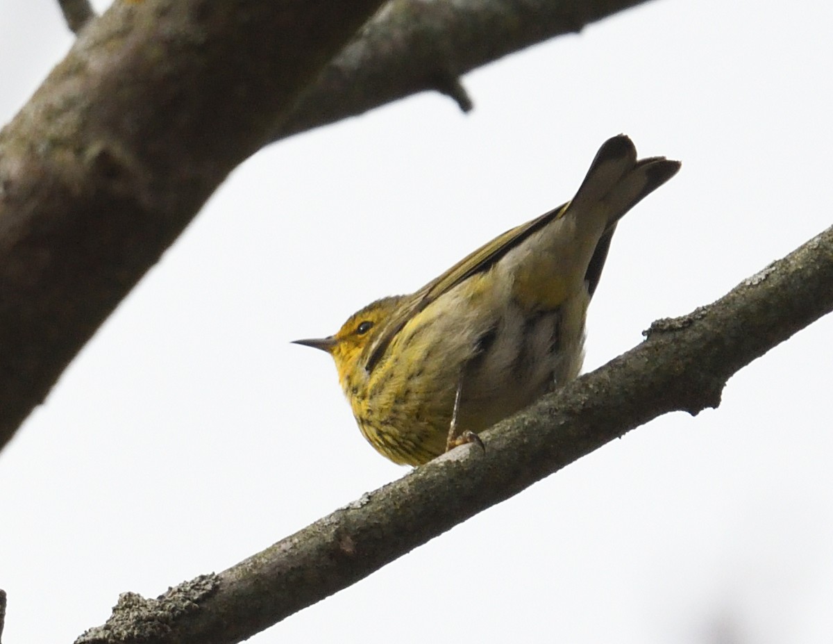 Cape May Warbler - ML645471512