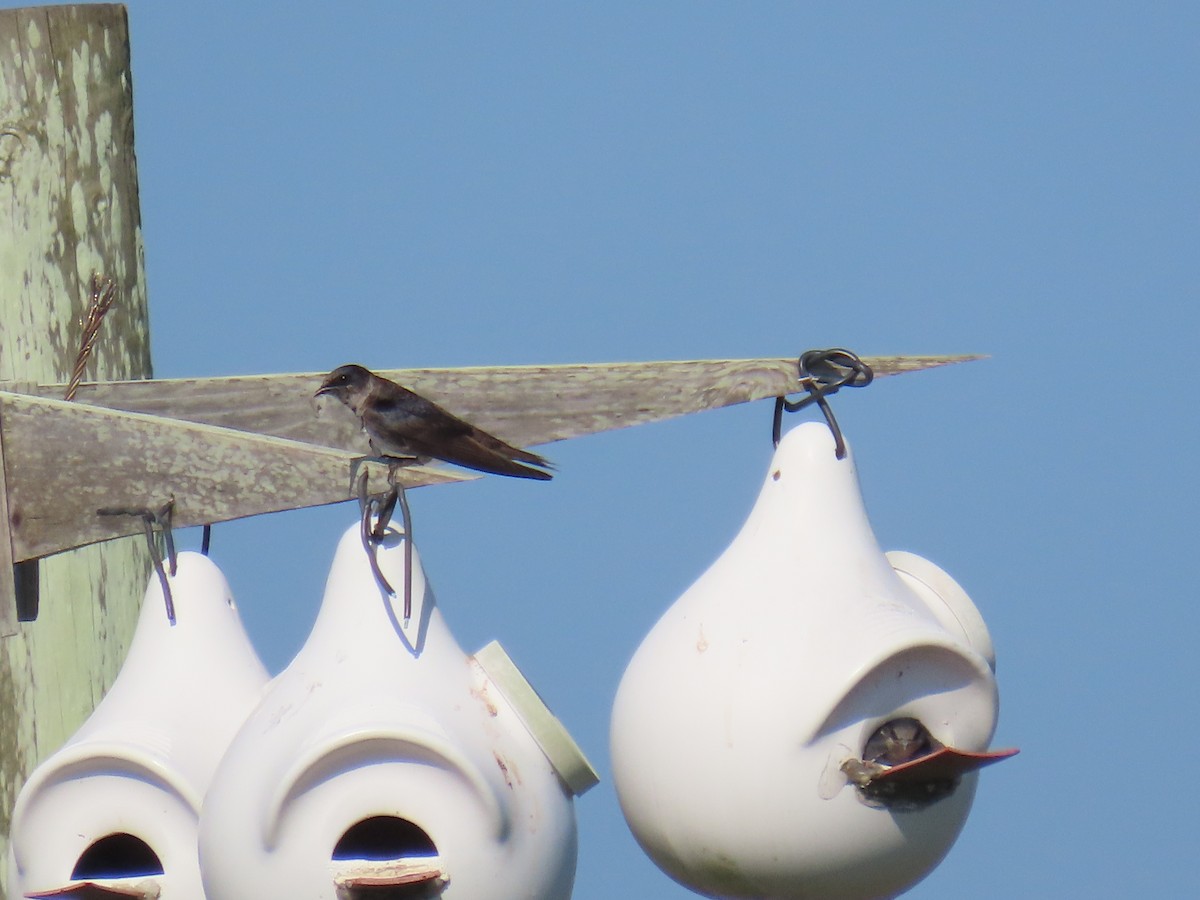 Elai purpura - ML645471516