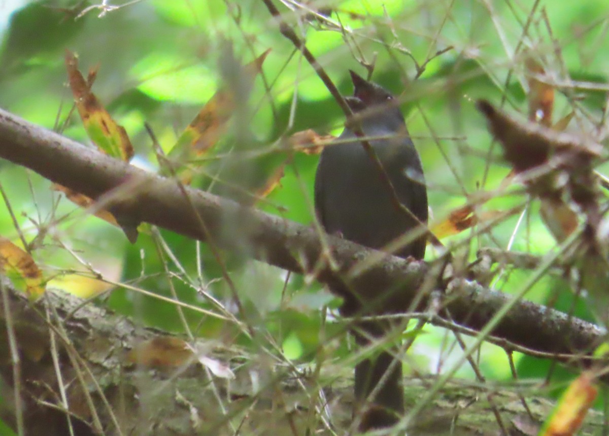 Uniform Finch - ML645471520