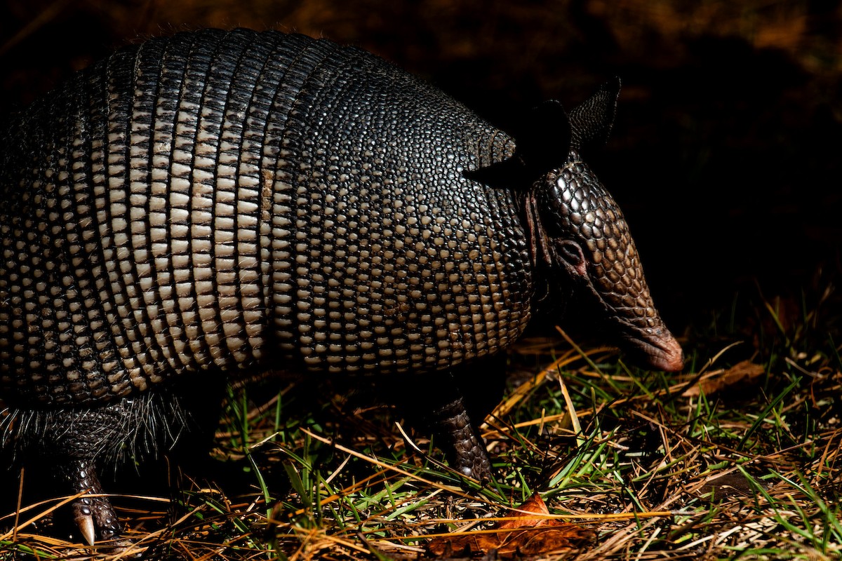 Nine-banded Armadillo - ML645471525