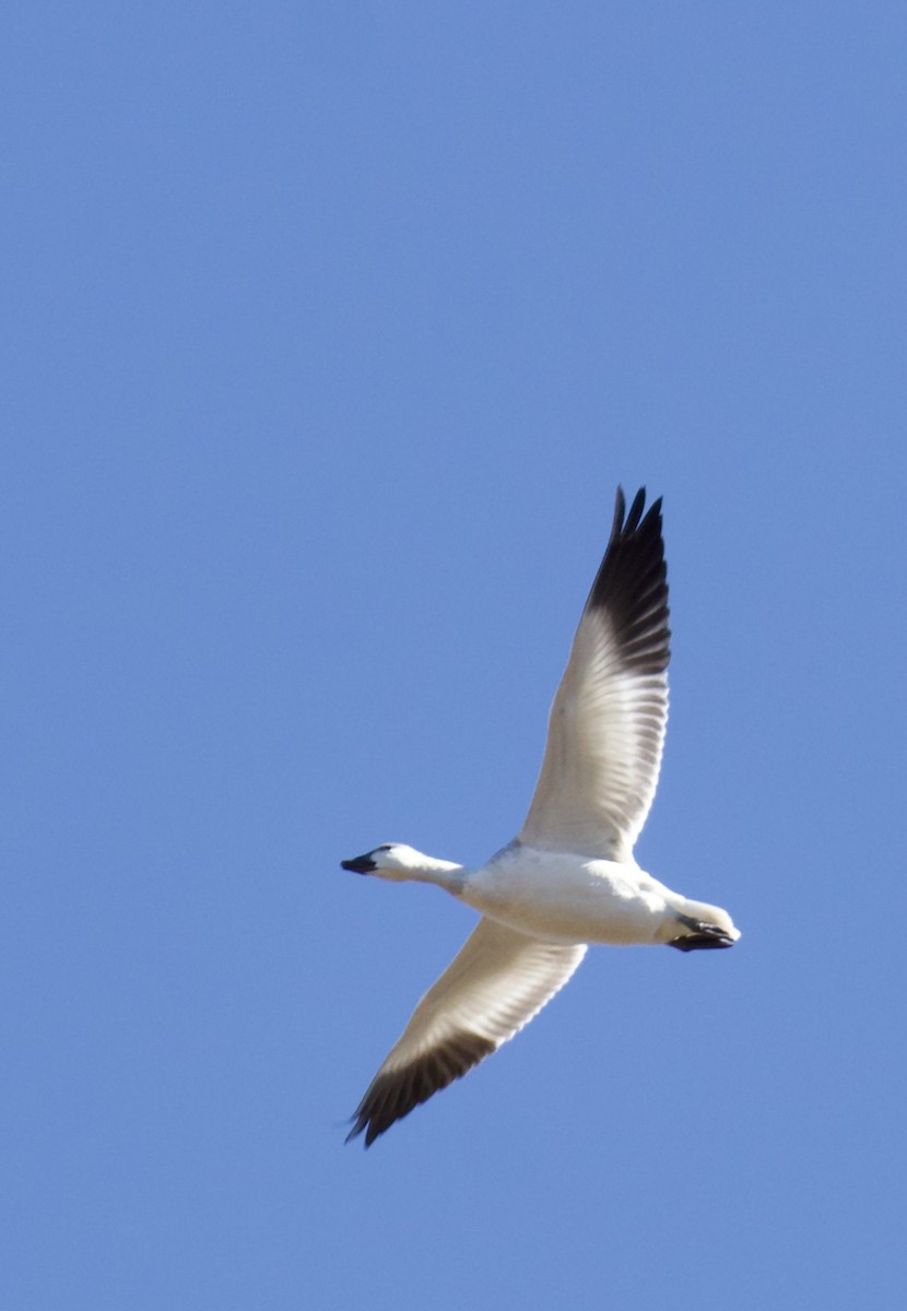 Snow Goose - ML645471541