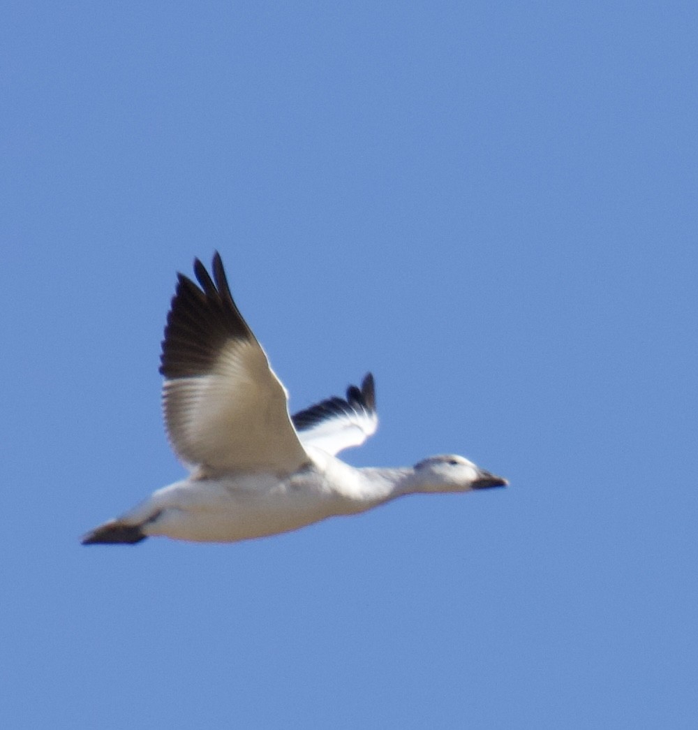 Snow Goose - ML645471542