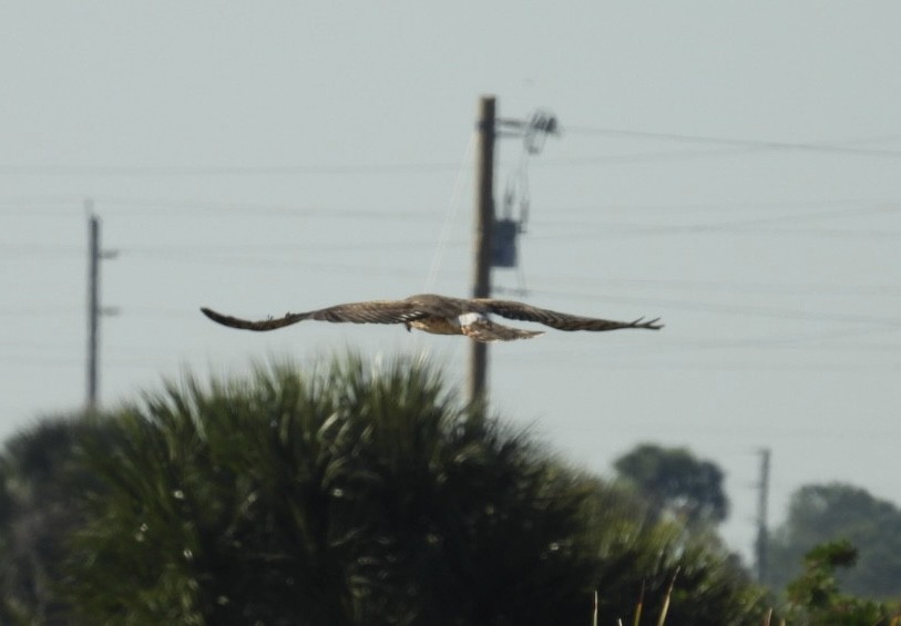 Лунь американський - ML645471544