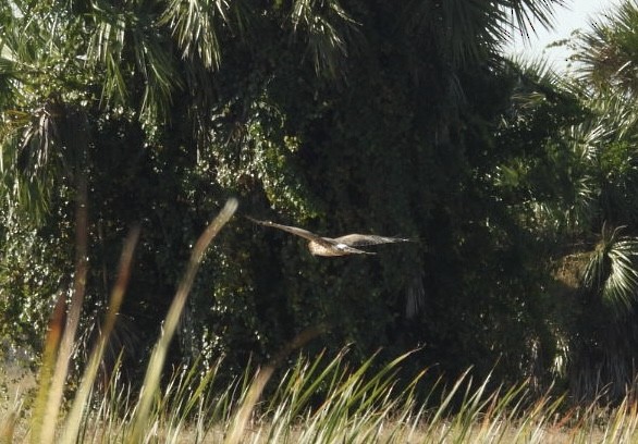 Лунь американський - ML645471545