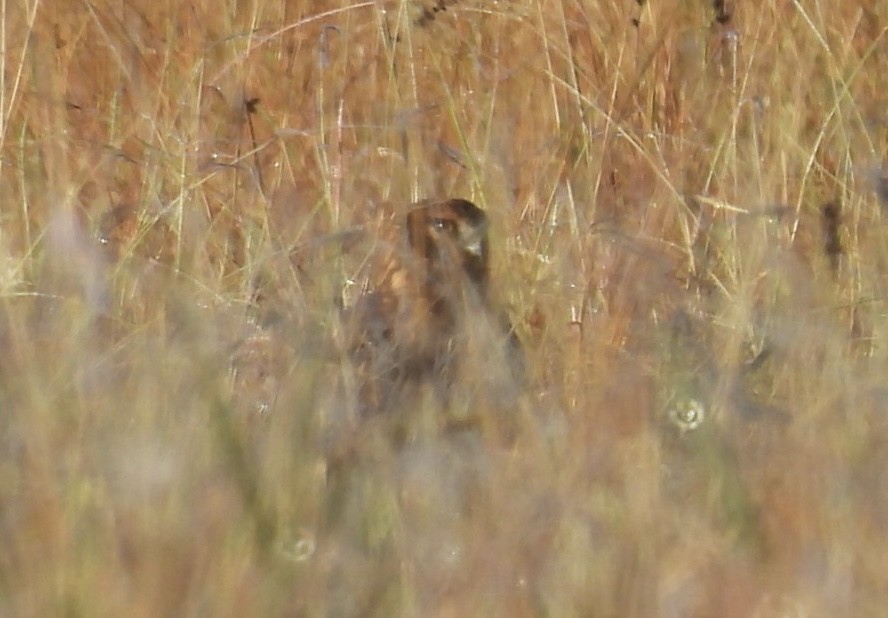 Лунь американський - ML645471546