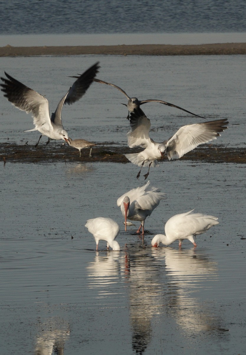White Ibis - ML645471555