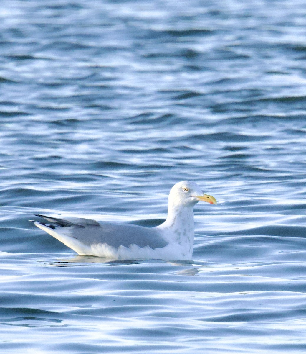 American Herring Gull - ML645471563