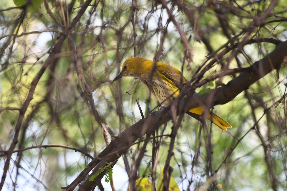 Вивільга індійська - ML645471565