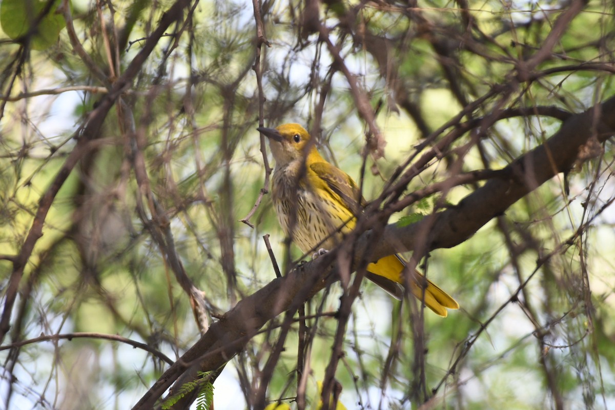 Вивільга індійська - ML645471566