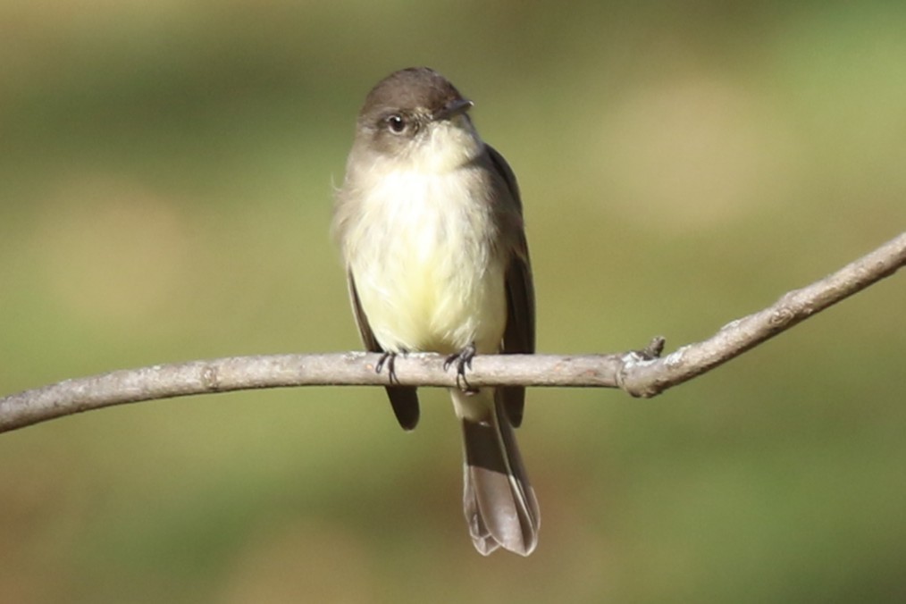 Eastern Phoebe - ML645471586