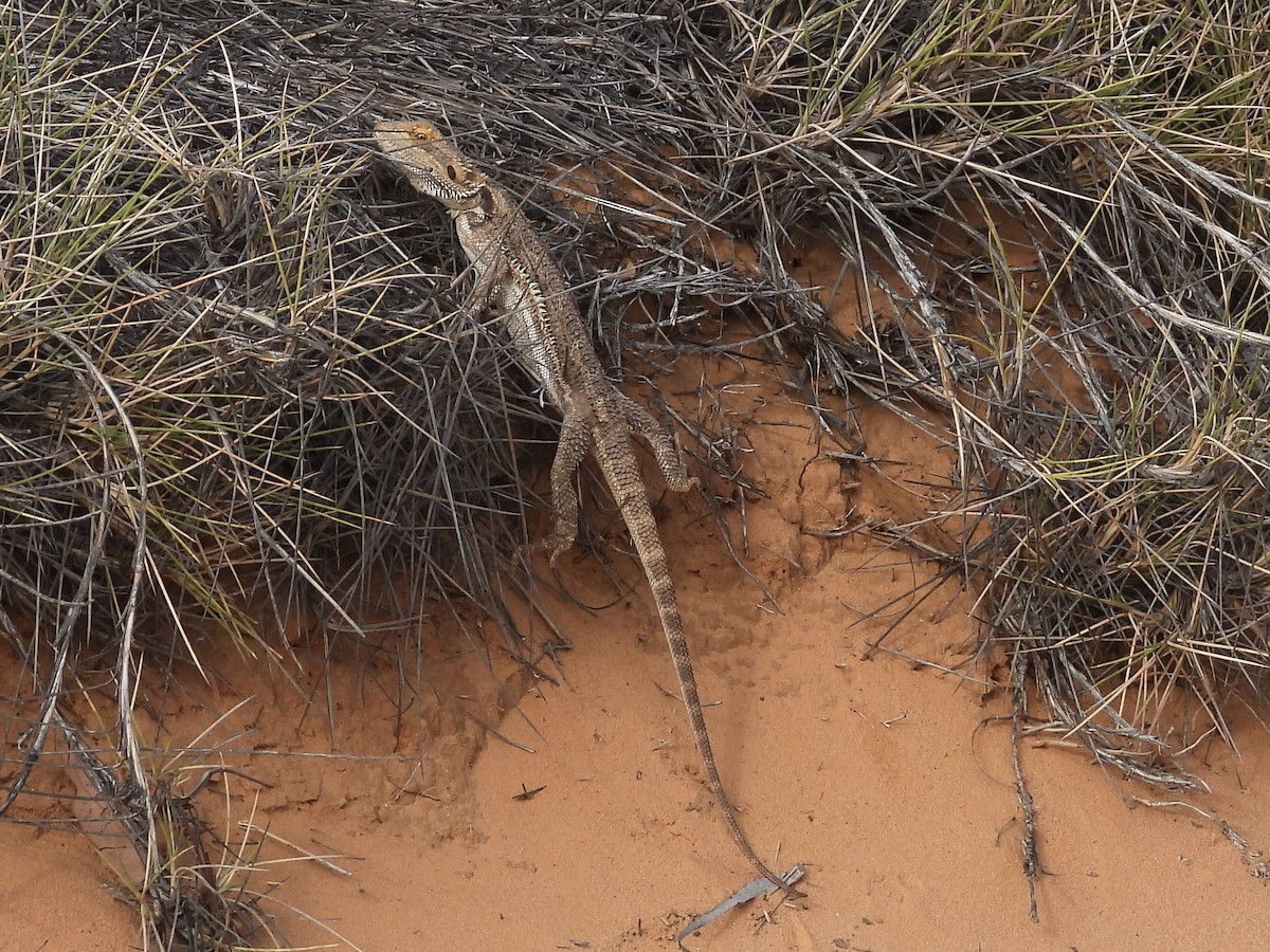 Central Bearded Dragon - ML645471593