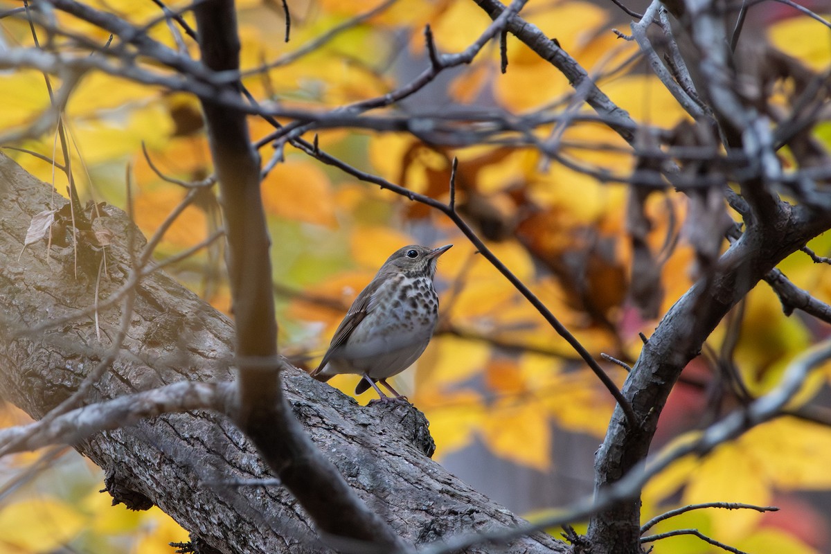 Münzevi Bülbül Ardıcı - ML645471608