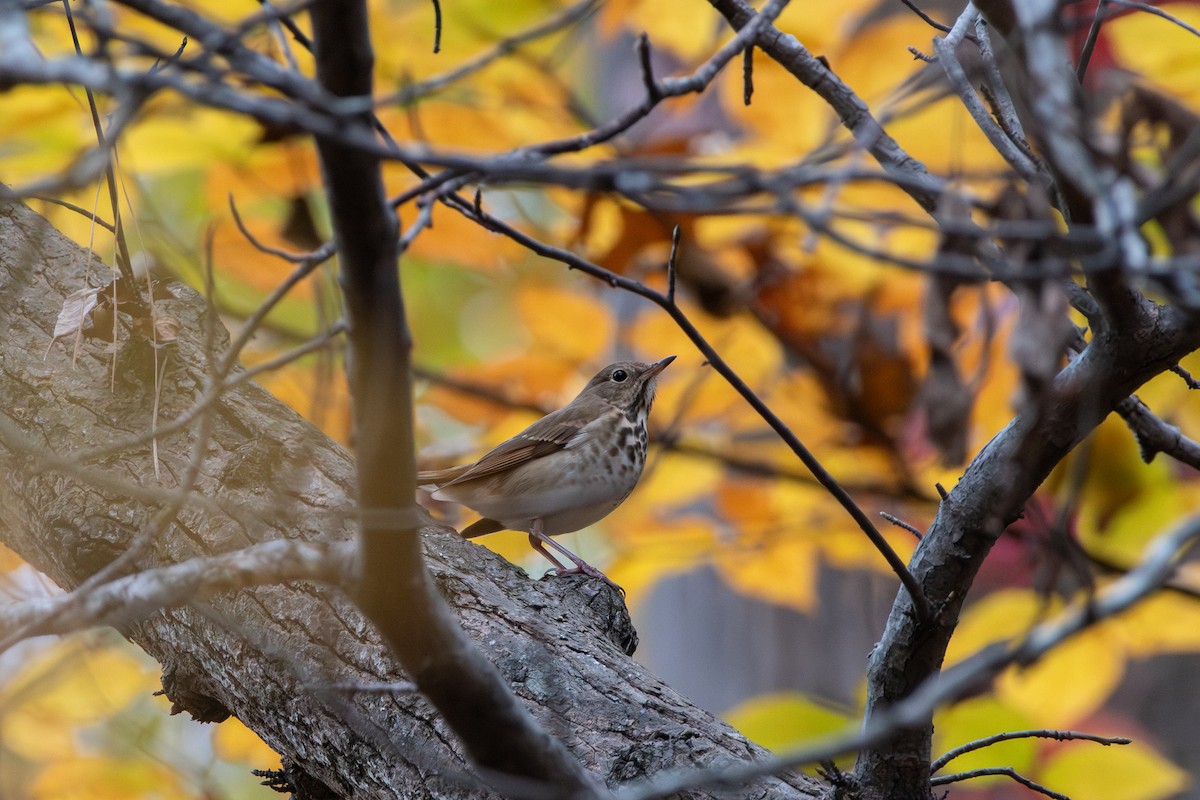 Münzevi Bülbül Ardıcı - ML645471609