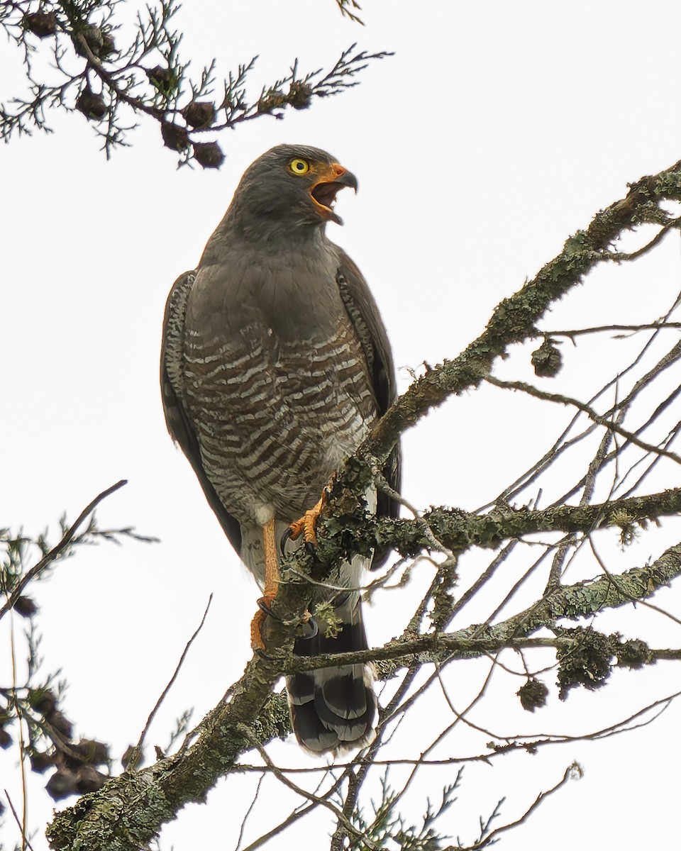 Roadside Hawk - ML645471616