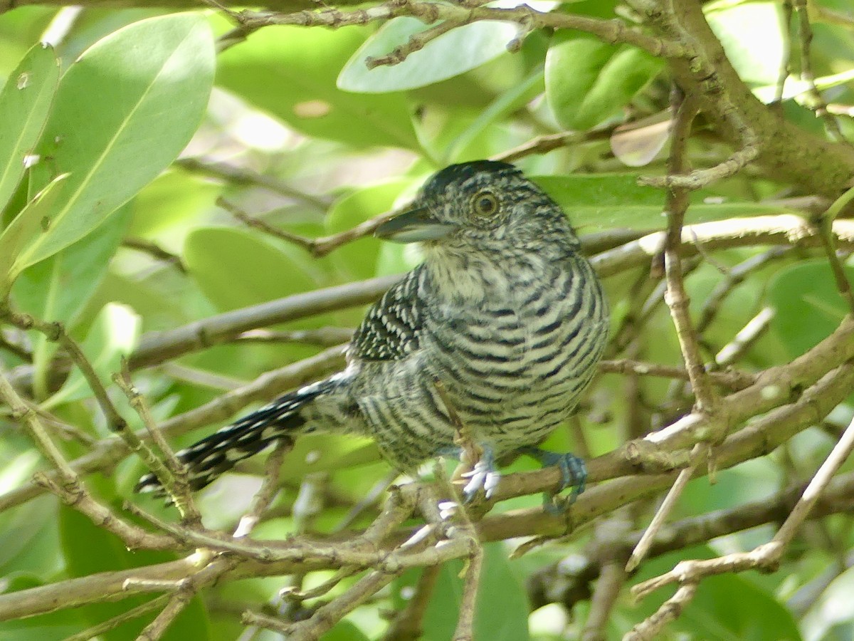 Batará Barrado - ML645471627