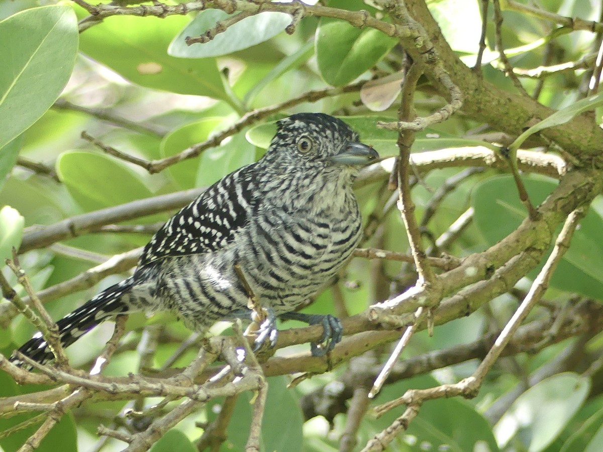 Batará Barrado - ML645471628