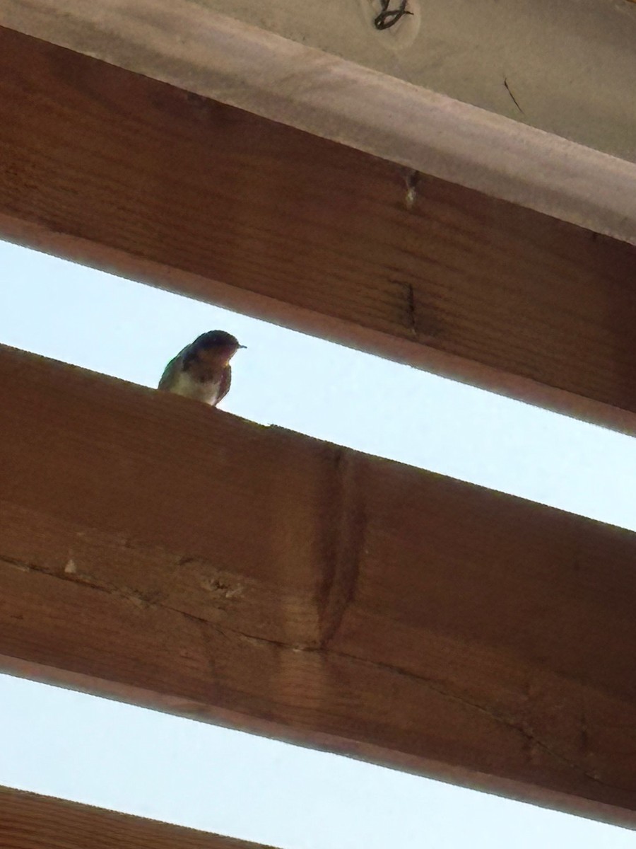 Ластівка сільська - ML645471629