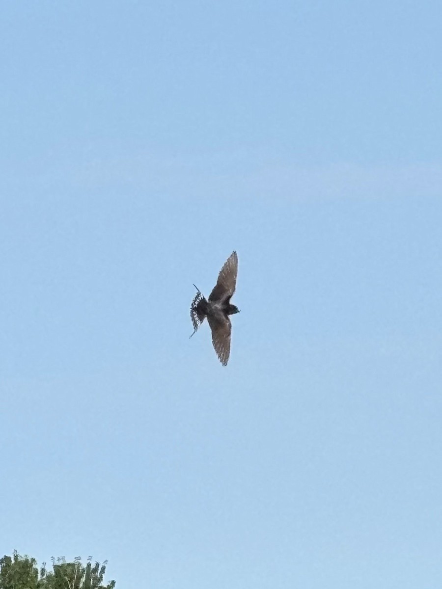 Ластівка сільська - ML645471631