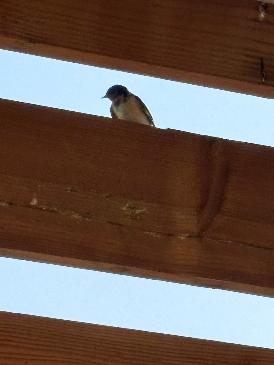 Ластівка сільська - ML645471641