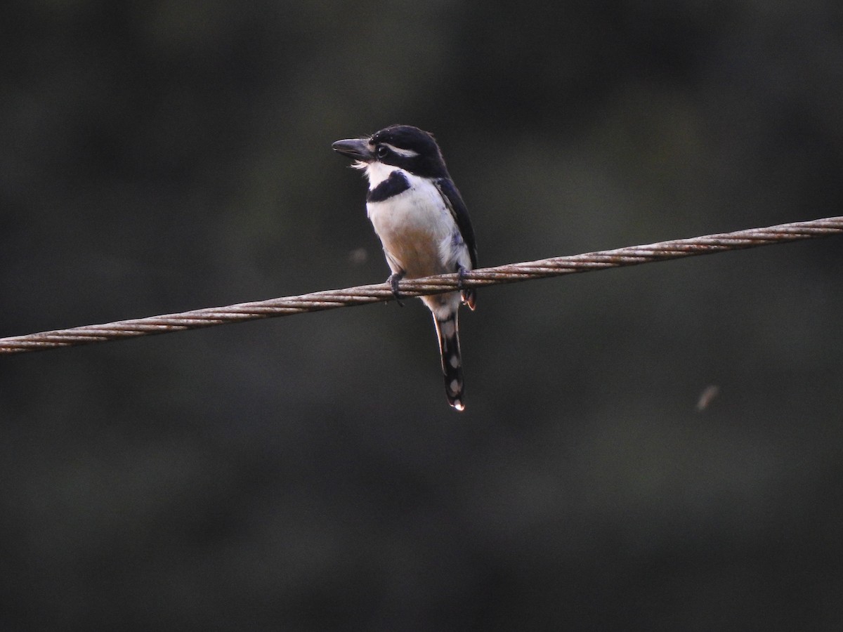 Pied Puffbird - ML645471642