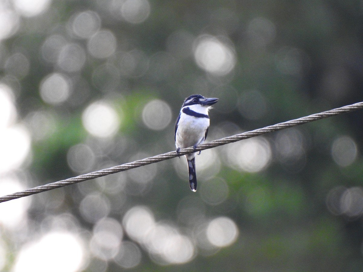 Pied Puffbird - ML645471643
