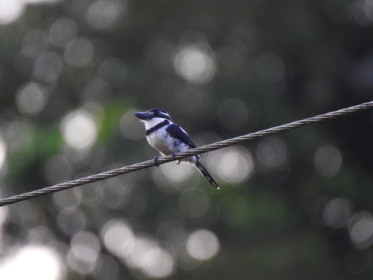 Pied Puffbird - ML645471644