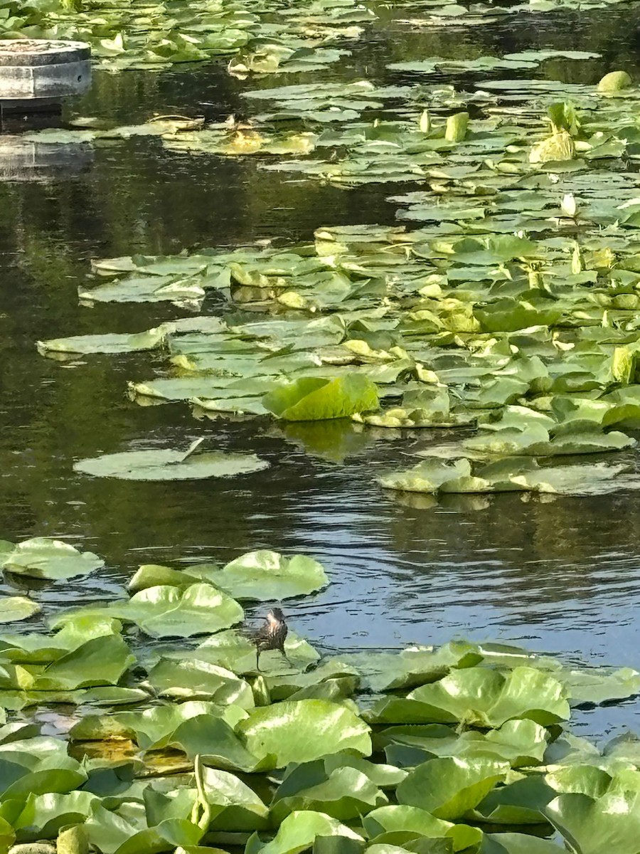 Красноплечий трупиал - ML645471654