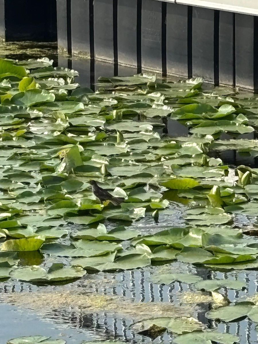 Красноплечий трупиал - ML645471655