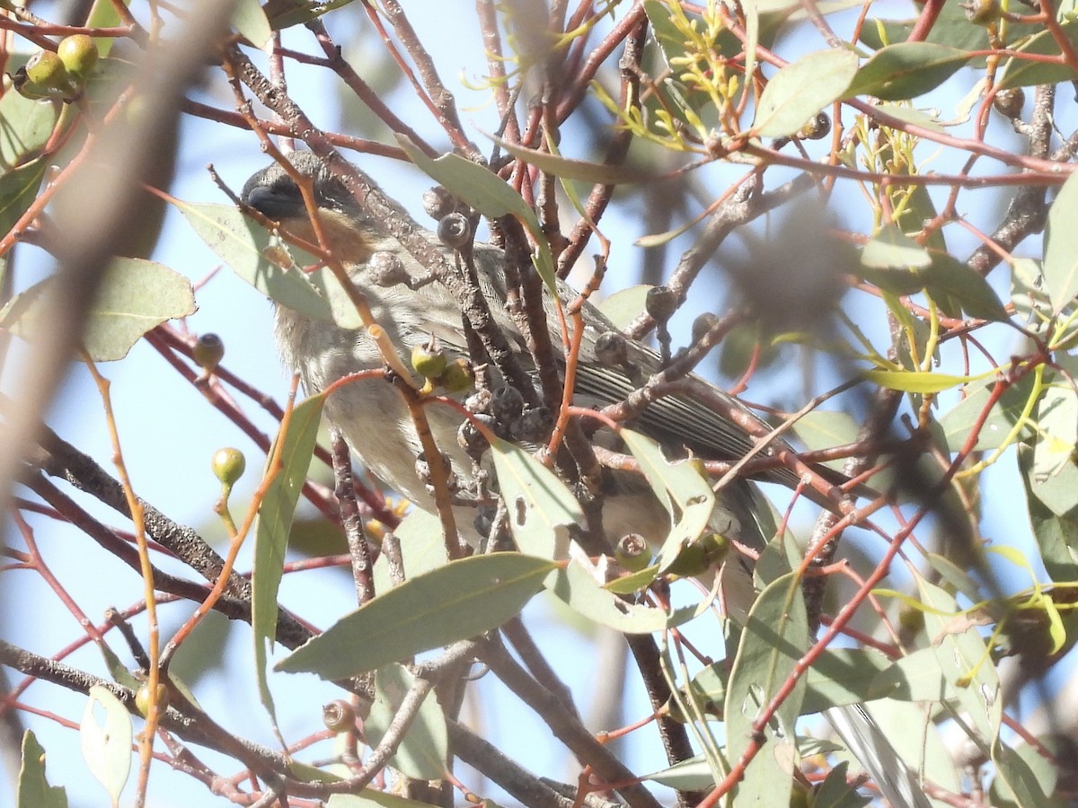 Gilbert's Whistler - ML645471669